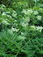 Myrrhis odorata, Duftende Süßdolde, Färbepflanze, Färberpflanze, Pflanzenfarben,  färben, Klostergarten Seligenstadt